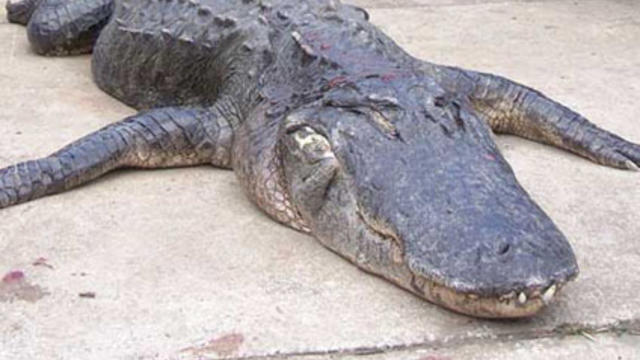 alligator_1.jpg 