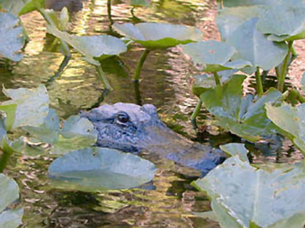Everglades Holiday Park 