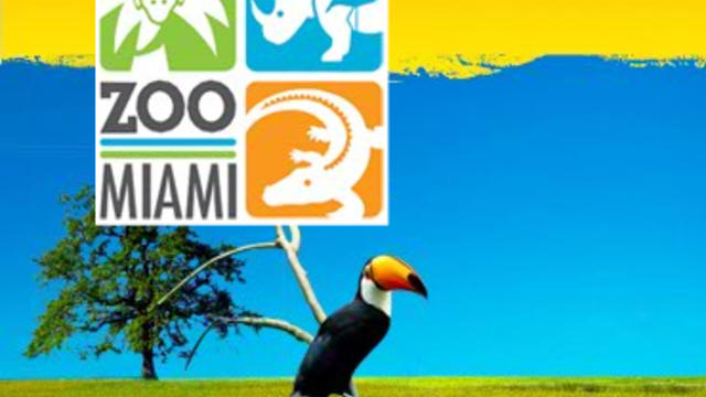 zoomiami.jpg 