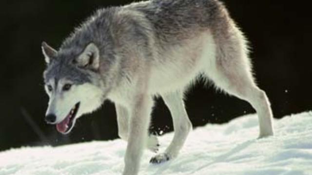 graywolf.jpg 