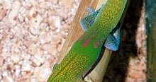 Where Have All the Geckos Gone? Baltimore Brothers Charged with Nature ...