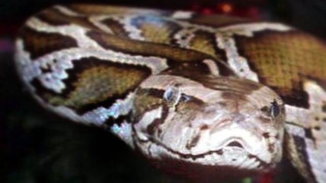 python_snake.jpg 