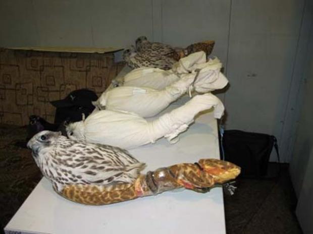 Rare Falcons Confiscated at Moscow Airport 