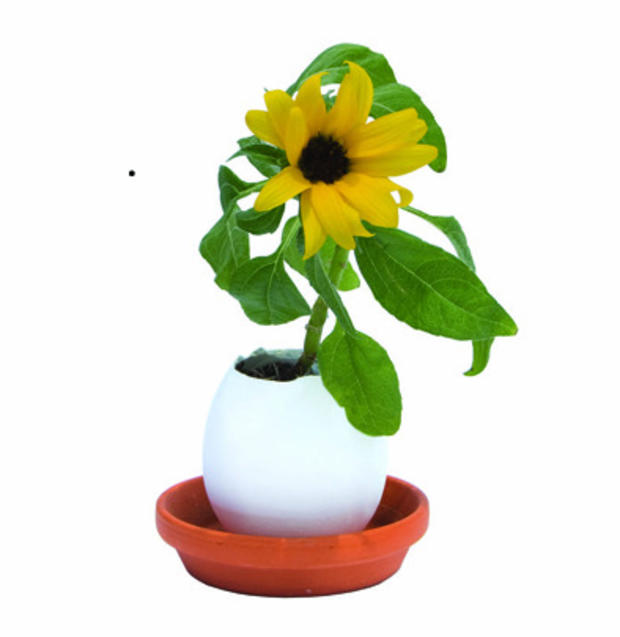 eggling_sunflower.jpg 