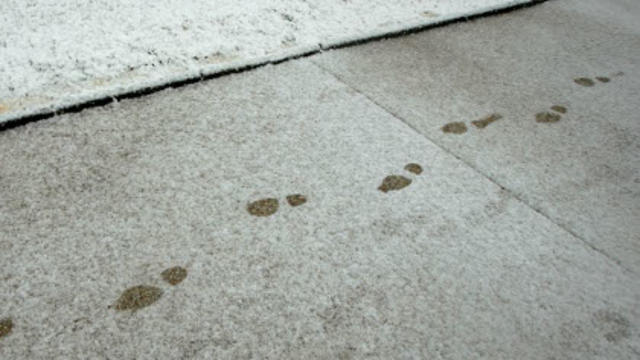 snow-winter-light-snow-footprints.jpg 
