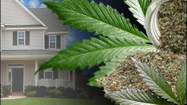 65 Pounds of Pot, Gift Wrapped With Bows, Seized 