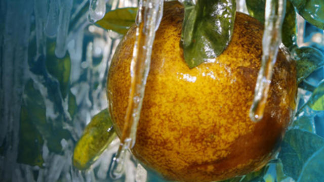 frozen_citrus.jpg 