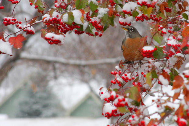 robin-in-snow.jpg 