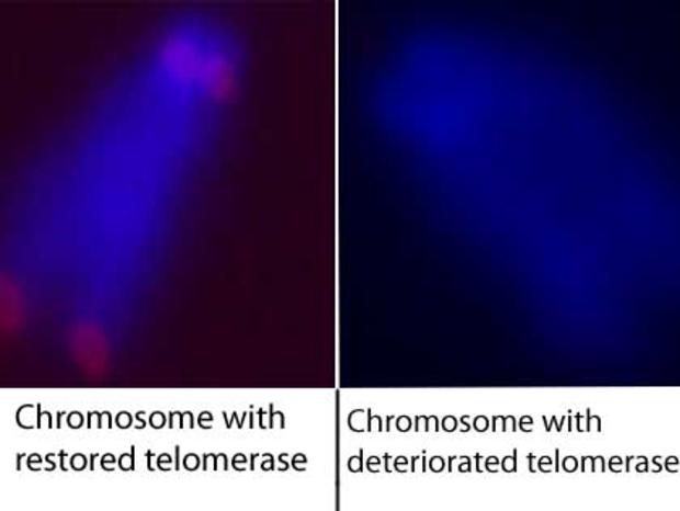 Telomerase 