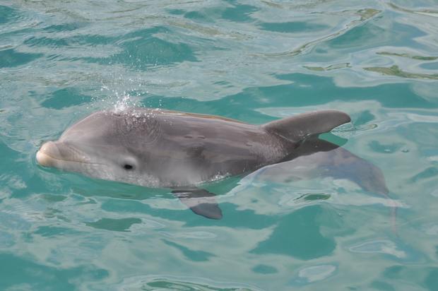 Miami-Seaquarium Dolphin 