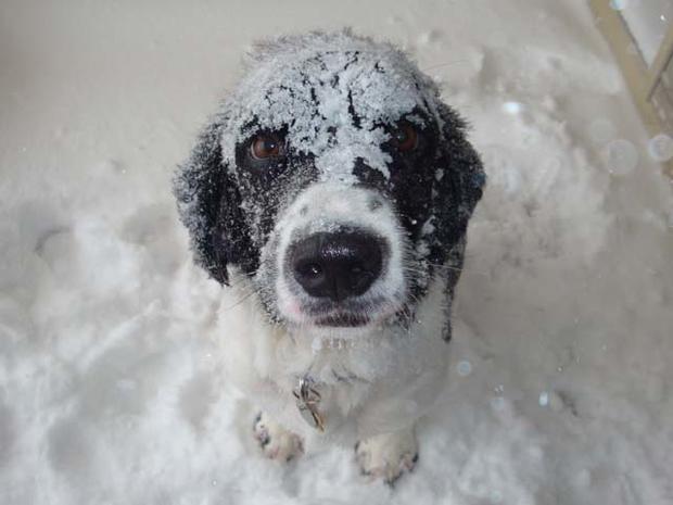 snow-blower-puppy.jpg 