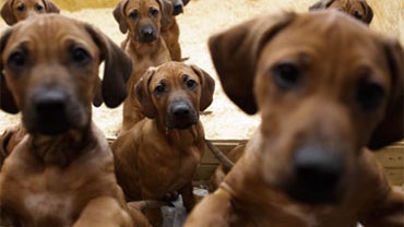Rhodesian Ridgebacks 