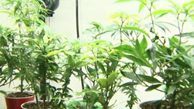 Colorado Doctor Dr. Manuel De Jesus Aquino May Lose License for Prescribing Marijuana to a Pregnant Woman 