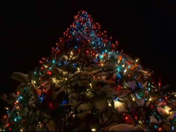 Holiday Lights On Tree 