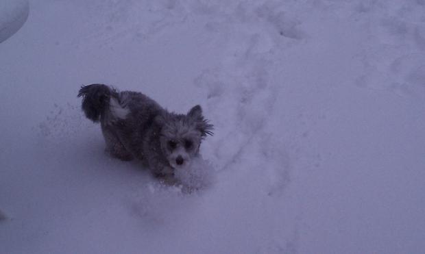 dogs-first-snow.jpg 