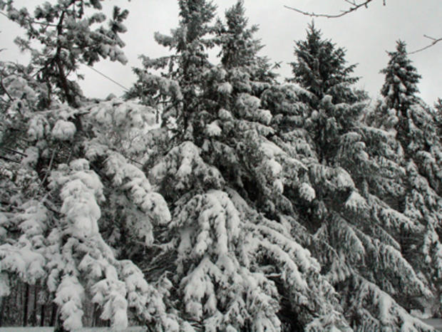 blizzard-2010-003.jpg 