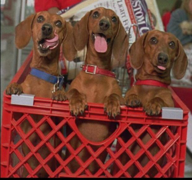 dachshunds-in-crate.jpg 