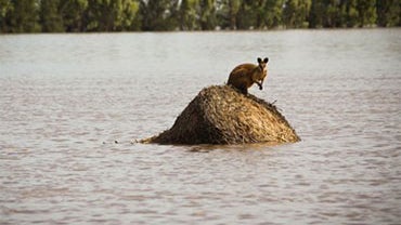 A wallaby stands on a large round hay bail trapped by rising flood waters outside the town of Dalby in Queensland, Australia Thursday, Dec. 30, 2010. Days of torrential downpours have left parts of central and southern Queensland state inundated, flooding 