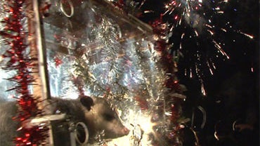 Lucky the oppossum is the star of Brasstown, N.C.,'s traditional New Year's Eve dropping of the opossum, Jan. 1, 2011.  