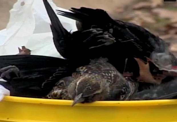 Investigators say severe weather was likely to blame for the mass bird die-off. 