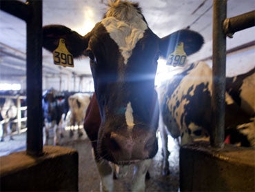 Cow's head prank to lead to charges in Pa. 