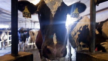 Dairy cows wait to be milked at the Rob-N-Cin farm Sept. 29, 2010, in West Bend, Wis. (Photo by Darren Hauck/Getty Images)       generic cow 