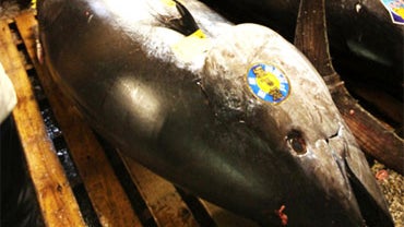 bluefin tuna  