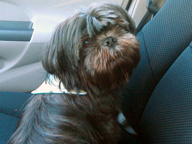 Pay Pet Tax or We'll Kill Your Dog, Says Swiss Village 