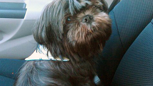 Pay Pet Tax or We'll Kill Your Dog, Says Swiss Village 