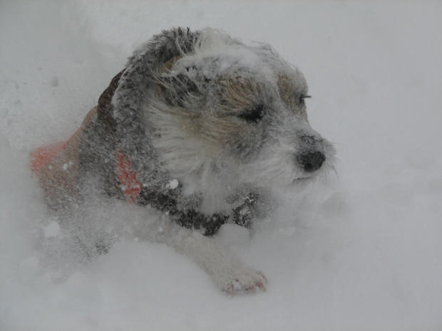 jack-getting-into-the-snow-in-derry-credit-renee.jpg 