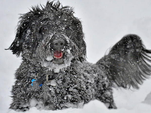 snow_dog.jpg 