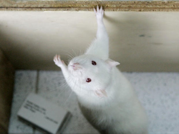 NY Man Says Rodent Bit Him on the Penis while He Was in Jail, His Lawsuit Can Proceed 