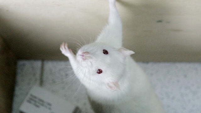 NY Man Says Rodent Bit Him on the Penis while He Was in Jail, His Lawsuit Can Proceed 