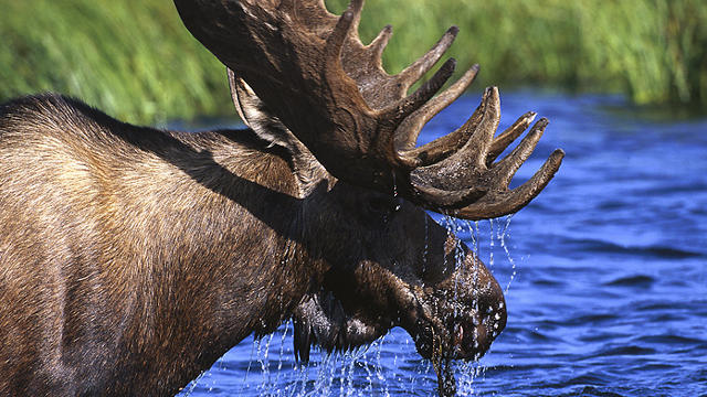 moose.jpg 