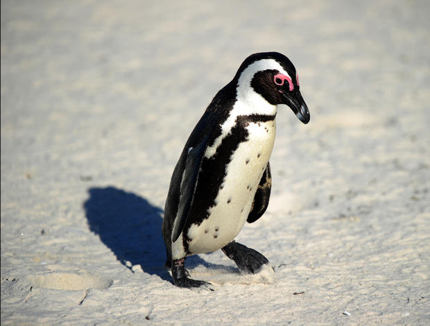 african black-footed penguin 