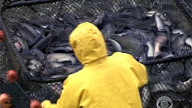 Alabama Catfish Farming 