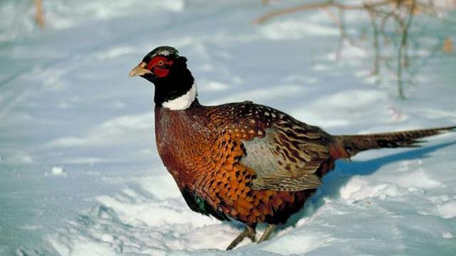 pheasant-generic.jpg 
