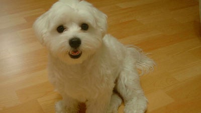 'Singing' Dog Has Bronx Couple Facing Eviction 