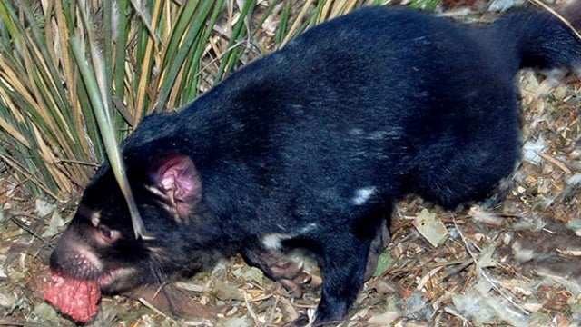 Tasmanian Devils Under Siege