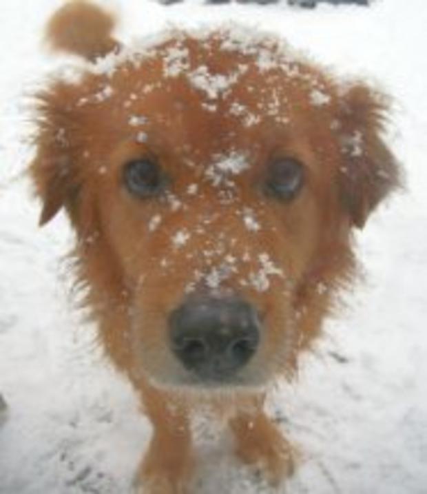katie-from-pembroke-covered-in-snow-credit-tammy-conant.jpg 