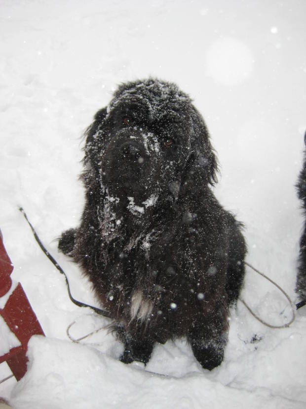 cute-dogs-magnus-and-tonka-in-the-snow-from-maryann.jpg 
