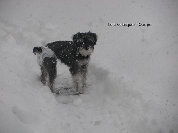 lola-from-revere-playing-in-the-snow-credit-velasquez.jpg 