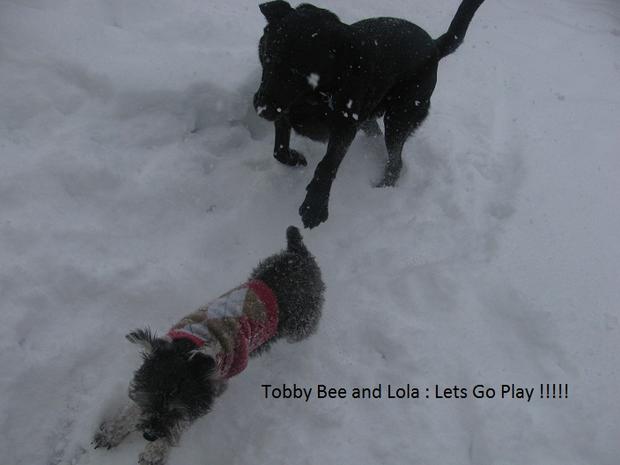 tobby-bee-tobby-velasquez-from-revere-playing-in-the-snow.jpg 