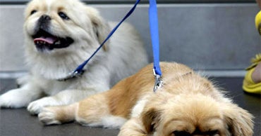 Groom Your Dog Yourself This Winter CBS News