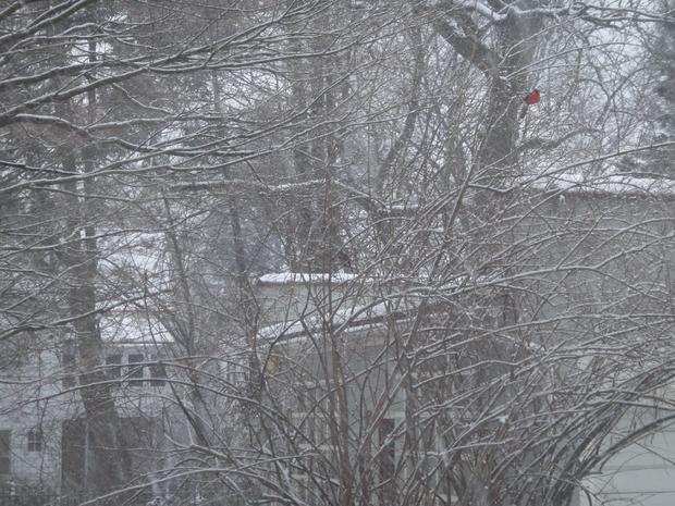 snow-cardinal.jpg 