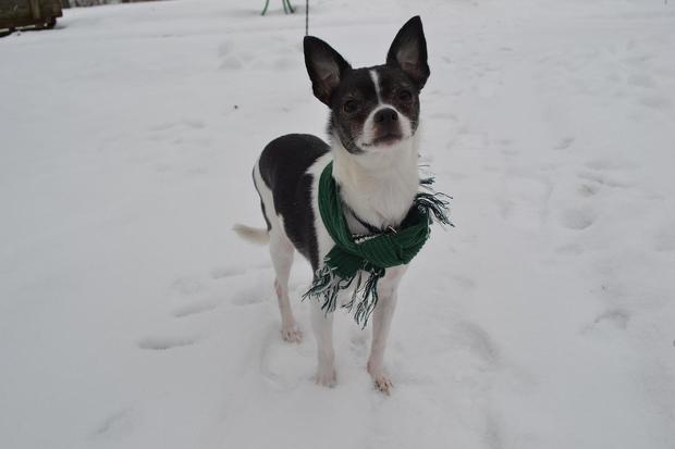 a-picture-of-joel-the-chihuahua-enjoying-the-break-between-snow-falls-in-the-early-afternoon-taken-by-his-owner-rebecca-snyder-in-radnor.jpg 