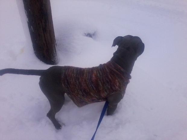 worf-in-the-snow1.jpg 