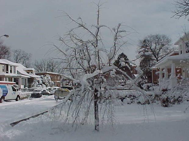 snow-tree.jpg 