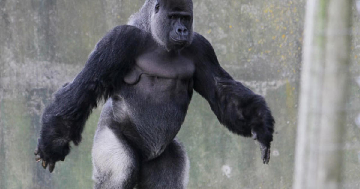 gorilla walking upright
