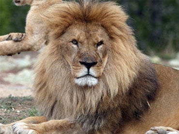 Death Threats Keep Ariz. Eatery's Lion Tacos Off Menu 